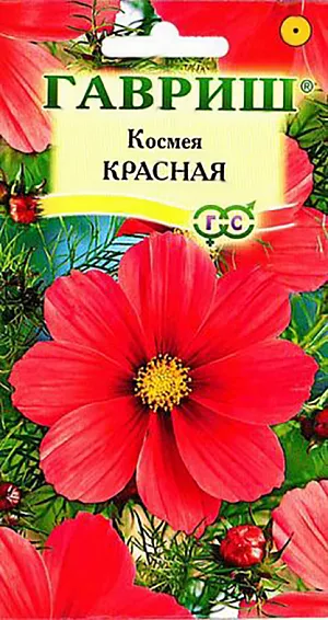 Семена Космея Красная.
Травянистое однолетнее растение. Стебли густоветвистые, прямостоячие, 80-150 см высотой. 
Листья дважды перисто-рассеченные на нитевидные доли, что придает всему растению ажурный вид. 
Цветки красного цвета 10-12 см в диаметре. Цветет обильно с середины июня по сентябрь. 
Дает обильный самосев. Холодостойка и светолюбива, относительно засухоустойчива. 
К почвам нетребовательна, предпочитает рыхлые, умеренно плодородные почвы. 
Выращивают прямым посевом в грунт в конце апреля-начале мая, либо под зиму. 
Используется для посадки на клумбах, в миксбордерах для декорирования оград и стен зданий.