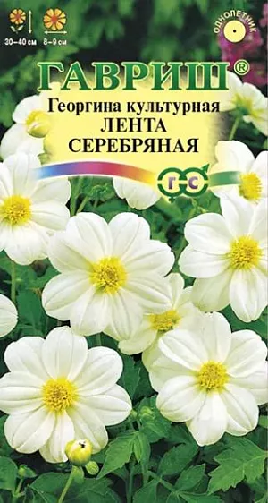 Семена Георгина Лента серебряная<br>
 <br>
Одно из любимых однолетних растений для цветников и срезки. Формирует компактный кустик высотой до 40-50 см. Образует многочисленные ветвистые стебли высотой 40-50 см. Цветение продолжительное и обильное с июля до заморозков. Соцветия ярко-красные, диаметром 8-9 см. Предпочитает солнечные, защищенные от ветра участки с рыхлой, плодородной почвой. Выращивается рассадным способом. Посев семян на рассаду проводят в марте-апреле. Используется для посадки на клумбах, рабатках, в группах, контейнерах.