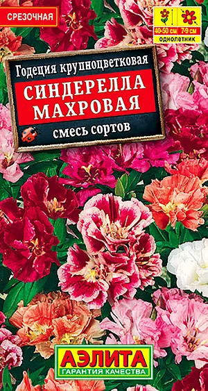 Годеция Синдерелла крупноцветковая махровая, смесь сортов из каталога Годеция Семена Годеция Синдерелла смесь окрасок.
Цветущий куст годеции Синдерелла напоминает шикарный букет. Это изящное, стройное растение, до 60 см высотой, с густой листвой и крупными, ø 7-9 см, махровыми цветками с шелковистым блеском. Без труда впишется в любой садовый ансамбль, – украсит рабатки, клумбы, миксбордеры. Отлично смотрится в отдельных групповых посадках. Можно выращивать в уличных контейнерах, подходит для срезки в букеты.
Агротехника. Посев на рассаду в начале апреля ускорит цветение примерно на месяц. Всходы прореживают. Рассаду высаживают в открытый грунт, не дожидаясь окончания сроков возвратных холодов.