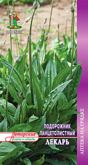 Подорожник ланцетолистный Лекарь Подорожник ланцетолистный Лекарь