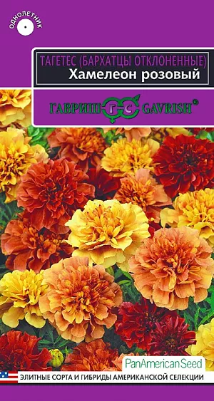 Семена Бархатцы Хамелеон розовый (тагетес) из каталога Бархатцы <div>
Семена Бархатцы Хамелеон розовый (тагетес).
</div>
Этот невероятный, роскошный сорт бархатцев селекционное достижение американских ученых. В течение сезона на одном кусте распускаются цветки, которые меняют свой оттенок проходя фазы желтого, лососевого, клубничного и бардового цвета. Такая мистическая перемена во внешнем облике растения выглядит, как смесь люксовых, редких, несвойственных для привычной культуры бархатцев оттенков. Сорт очень жизнестоек и неприхотлив. Объемные сильноветвистые кустики, высотой 20-25 см, с сочной зеленью, упругими цветоносами и плотными соцветиями диаметром 4-5 см, быстро разрастаются, занимая площадь диаметром 25 см. Цветение начинается с июня и продолжается до первых заморозков. Посев на рассаду проводят во второй половине марта-начале апреля. Всходы появляются через 7-14 дней после посева. Сеянцы пикируют в фазе 2-го настоящего листа. Рассаду высаживают в начале июня по схеме 15-25 см. Посев в открытый грунт проводят в конце мая-начале июня, когда минует угроза заморозков.
