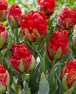 Тюльпан Клубничное мороженое Тюльпан Клубничное мороженое