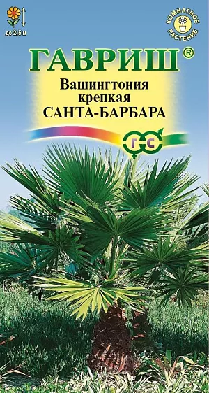 <div>
 Семена Вашингтония крепкая Санта-Барбара.
</div>
 <article>
<p>
 Красивая многолетняя пальма достигающая в природе 20 м. Растение неприхотливое, очень интересное для комнатного цветоводства. Вашингтония робуста отличается от вашингтонии нитеносной вытянутым стволом и красивой, более густой, компактной кроной. Эффектные серо-зеленые веерные листья (до 2 м.) на развитых черешках состоят из многочисленных листовых сегментов, между которыми свисают тонкие кудрявые нити. В природных условиях засохшие листья отгибаются книзу и висят на дереве, образуя вокруг ствола широкую "юбку" . В домашних условиях увядающие листья удаляют вместе с большей частью черешка, остатки черешков одревесневают и образуют мощный ствол. Цветет весной длинными кистями с ароматными желтыми или белыми цветами. С конце лета созревают красно-черные плоды с овальными семенами. 
</p>
<p>
 Размножается семенами. Семена замачивают на двое суток в теплой воде, затем высаживают в рыхлый субстрат из дерновой, листовой земли и песка (2:2:1). При комнатной температуре всходы появляются через месяц. Вашингтония предпочитает солнечные места и обильный полив теплой водой в период интенсивного роста. С наступлением осени полив постепенно сокращают, растение размещают в светлом прохладном месте. Ежегодно пальму переваливают, постепенно увеличивая размер горшка. Вашингтония робуста чуть менее холодостойка чем вашингтония нитеносная и предпочитает более влажный климат. В южных регионах ее можно выращивать в открытом грунте, укрывая на зиму ствол (литья удаляют).
</p>
 </article>