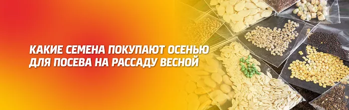 Какие семена овощей покупают осенью Какие семена овощей покупают осенью