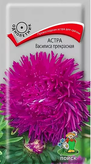 Семена Астра Василиса прекрасная. Превосходные цветы для срезки. Куст узкий, букетной формы, прочный, высотой 75 см. На растении 12-15 махровых, диаметром 8-10 см соцветий. Окраска соцветий карминно-розовая. Короткие изогнутые внутрь и закрученные лепестки придают соцветию характерную коготковую форму. Цветет август-сентябрь. Используют очень широко: для посадки в сборные цветники группами, на рабатки – рядами и на срезку.<br>
 <br>
 <br>
 Растение предпочитает открытое солнечное место, но выносит и полутень. Лучше растет на легких, плодородных почвах. Не переносит внесения  органических удобрений в год посадки. Сорт устойчив к неблагоприятным погодным условиям. Семена высевают с середины февраля по апрель. Глубина заделки семян 0,5 см. При температуре почвы +20°C всходы появляются на 7-14 день. Через 3-4 недели посевы пикируют и выращивают при температуре почвы +12-15°C. В грунт рассаду высаживают во второй половине мая, выдерживая расстояние между растениями 20-30 см.<br>