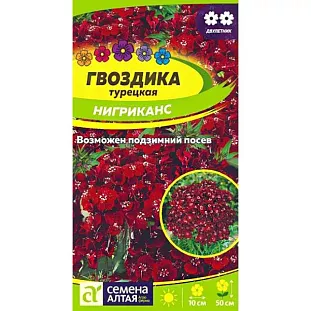 Гвоздика турецкая Нигриканс Гвоздика турецкая Нигриканс