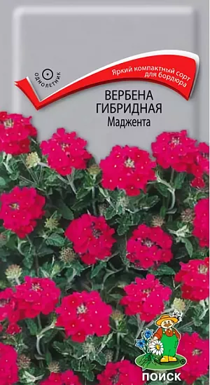 <div>
 Семена Вербена гибридная Маджента.
</div>
 Очень яркое бордюрное растение! Растение компактное высотой 20 см. Небольшие ярко-малиновые цветы собраны в шаровидные соцветия, великолепно смотрятся на фоне ажурной листвы. Цветение обильное с июня по октябрь. Используют для клумб, рабаток, на срезку.<br>
 <b><br>
 </b>. Растение достаточно холодостойкое, предпочитает солнечные места. Хорошо растет на любой дренированной почве. Для выращивания рассады посев семян производят в конце февраля - начале марта в ящики. Всходы появляются через 10-20 дней. Посадку на место производят в конце мая, выдерживая расстояние между растениями 15-20 см. 