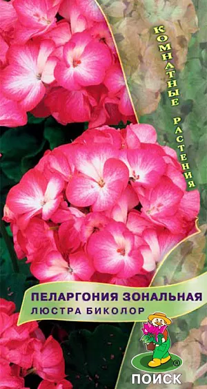 Семена Пеларгония зональная Люстра Биколор из каталога Пеларгония Семена Пеларгония зональная Люстра Биколор. Великолепная компактная форма. Растения высотой около 35 см. Листья округлые, с темным пятном в форме подковы. Цветы диаметром до 2,5 см малиновые с белым мазком в центре лепестка. Прекрасно подходит для горшечной культуры, летом можно высаживать в открытый грунт и балконные ящики. <br>
Растение засухоустойчивое, предпочитает солнечное месторасположение и рыхлые плодородные почвогрунты. Посевы можно проводить начиная с января. Глубина заделки семян 0,5 см. Посадочную емкость накрывают стеклом и ставят в освещенное место. При температуре почвы +20°С всходы появляются на 15-20 день. В фазе 2-3-х настоящих листочков сеянцы пикируют. Для лучшего кущения рассаду прищипывают над 5-6 листом.