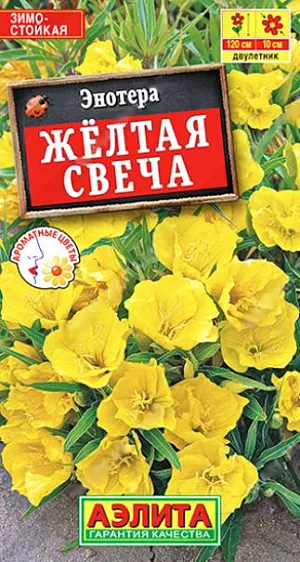 Семена Энотера Желтая свеча. Эффектное и неприхотливое растение, известное также как “ночная свеча”. Многолетнее по природе, но в средней полосе чаще выращивается в двулетней или однолетней (рассадный метод) культуре. Густо ветвящиеся, прямостоячие кусты достигают высоты 100-120 см. Цветки крупные и яркие, диаметром 9-10 см, собраны в большие, плотные кисти. Обладают неповторимым, тонким ароматом. Растения морозо- и засухоустойчивые, отлично растут на разных почвах как в полутени, так и на солнечных местах. Привлекают в сад насекомых-опылителей. Впечатляюще смотрятся в групповых посадках в цветниках, вдоль дорожек и заборов.<br>
 <br>
 Семена высевают в открытый грунт на постоянное место или на рассаду на отдельную грядку. Всходы появляются через 7-10 дней, их прореживают. Рассаду нужно высадить на постоянное место не позднее августа.<br>