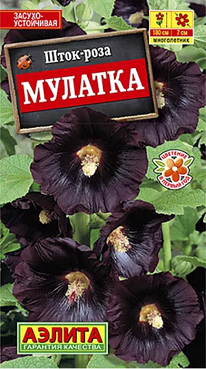 Семена Шток-роза Мулатка.
Величественное, стройное растение с очень крупными ( Ø 5-7 см), почти черными цветками, собранными в гигантские соцветия. Кусты прочные, с множеством стеблей высотой до 150 см. Цветение обильное и продолжительное. Растения неприхотливые, светолюбивые, засухоустойчивые. Незаменимы в больших цветниках для заднего плана, для декорирования стен и оград, подходят для срезки. Срезанные соцветия долго сохраняют свой свежий вид.