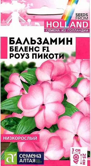 <p style="text-align: justify;">
 Семена Бальзамин Беленс F1 Роуз пикоти.
</p>
<p style="text-align: justify;">
 Многолетнее компактное растение, идеально подходящее для выращивания в горшечной, контейнерной культуре, в открытом грунте выращивается, как летник. Высота растения в горшке 15-20 см, в открытом грунте – 20-25 см. Ширина кустика 25-30 см. На сочных мясистых стеблях расположены удлиненно-эллиптические листья приятной зеленой окраски. Очаровательные простые цветки достаточно крупные, в диаметре 2-3 см. В помещениях цветет весь год при температуре не ниже +16°С. Широко используют для украшения клумб, цветников, рабаток, бордюров, подвесных корзин, контейнеров, вазонов. Растение теплолюбивое, в открытом грунте при наступлении холодных ночей увядает. Предпочитает слегка затененные места в саду или комнате. Не выносит переувлажнения. Посевы на рассаду проводят в конце февраля - марте. Подойдет любая хорошо дренированная почва.
</p>