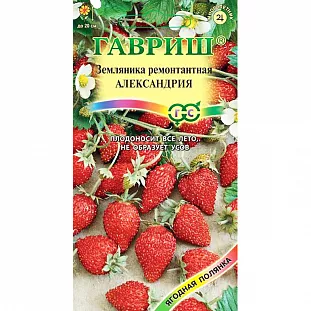 Семена Земляника (клубника) Александрия ремонтантная Семена Земляника (клубника) Александрия ремонтантная