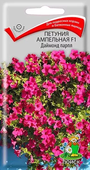 Семена Петуния ампельная Даймонд парпл F1. Длина свисающих побегов 50-70 см. Цветы воронковидные, пурпурного цвета диаметром 7-8 см. Цветёт обильно с июня по октябрь. Великолепно подходит для подвесных корзин, балконных ящиков.<br>
 <br>
 Агротехника. Растение светолюбивое, засухоустойчивое, хорошо растет на любых питательных почвогрунтах. При выращивании рассады посевы проводят в феврале-марте. Семена слегка вдавливают в почву. Посадочную емкость накрывают стеклом и ставят в освещенное место. При температуре почвы +18°C всходы появляются на 14-20 день. Сеянцы пикируют в фазе 2-х настоящих листьев. Рассаду высаживают после окончания весенних заморозков. Чтобы получить идеальное растение в корзине, куст петунии надо формировать, прищипывая побеги.
