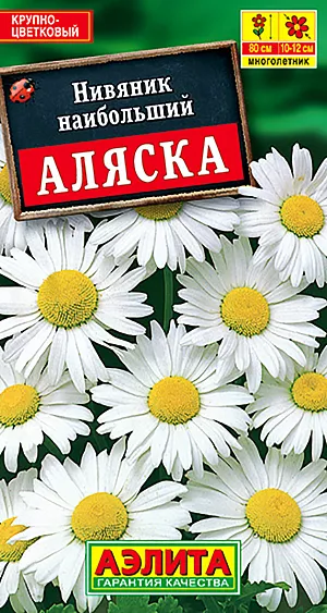 Нивяник наибольший Аляска из каталога Нивяник Семена Нивяник наибольший Аляска.
Многолетник.
Высота растения 100 см.
Диаметр цветка 10-12 см.
Неприхотливый, популярный многолетний сорт. Очень устойчивый по сравнению с другими сортами нивяника, на одном месте растет 3-4 года. Высота куста в пору цветения 90-100 см. Цветет с июля до поздней осени. Соцветия-корзинки крупные, одиночные, диаметром 10-12 см. Используется в групповых посадках на фоне кустарников, в миксбордерах, цветниках ландшафтного стиля и на срезку. Срезка сохраняется до 10 дней. Отлично сочетается с колокольчиками, эхинацеей, декоративными злаками, синеголовником.
Посев. Выращивают рассадным способом или прямым посевом в открытый грунт рано весной или под зиму, в конце октября. При весеннем посеве и температуре почвы 15°C всходы появляются через 2-3 недели. Сеянцы зацветают на второй год. Растениям необходимы регулярные поливы, прополки, рыхления и подкормки.