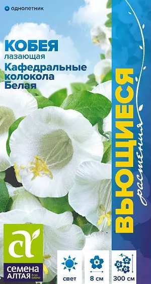 Семена Кобея Кафедральные колокола Лазающая белая

Великолепный быстрорастущий вьющийся полукустарник, выращиваемый в культуре как однолетник. Одно из лучших растений для вертикального озеленения. Формирует многочисленные побеги длиной до 3 м. Крупные цветки белой окраски имеют колокольчатую форму и достигают в диаметре 8 см. Широко применяется для вертикального озеленения веранд, террас, беседок, пергол, декорирования стен построек и изгородей, также активно применяется для озеленения балконов и лоджий. 