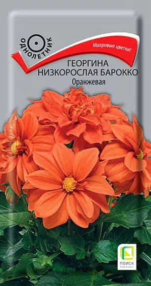 Семена Георгина низкорослая Барокко Оранжевая из каталога Георгина Семена Георгина низкорослая Барокко Оранжевая. Растения компактные, высотой 35 см. Образуют аккуратный куст с махровыми оранженжевыми соцветиями диаметром 7-9 см. Используют большими группами в клумбах, вазонах и цветниках. Цветут с июля по октябрь.<br>
<br>
Агротехника. Любит обильный полив и подкормки. Семена высевают в марте в рассадные ящики. Глубина заделки 0,3-0,5 см. При температуре почвы +18°С всходы появляются на 7-14 день. Сеянцы пикируют в горшочки. Рассаду высаживают по окончании весенних заморозков (в конце мая), выдерживая расстояние между растениями 20-30 см.