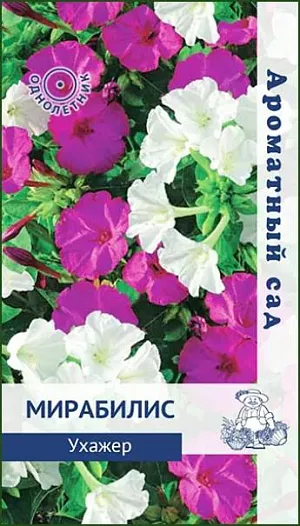 Семена Мирабилис Ухажер. Ароматные цветки. Многолетнее растение, используется как однолетнее. Кустики 60-80 см. высотой. Стебли прямостоячие, ветвистые. Цветёт обильно с июня до заморозков. Используют для оформления цветников, рабаток.<br>
 <br>
 Агротехника. Растение свето- и теплолюбивое, засухоустойчивое. Предпочитает суглинистые, хорошо дренированные почвы. Посев семян производят в начале мая непосредственно в грунт. Глубина заделки семян 1,5-2 см. При выращивании рассады семена высевают в апреле в рассадные ящики. При температуре почвы +18-20°C всходы появляются через 5-10 дней. Сеянцы в фазе 2-3-х настоящих листьев пикируют по одному в горшочки. В июне высаживают в грунт, выдерживая расстояние между растениями 30-40 см.