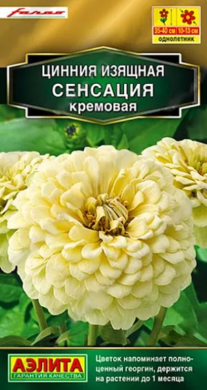 Циннии СЕНСАЦИЯ итальянской компании Farao – результат успешной селекции на очень крупный, густомахровый цветок (диаметром 10-13 см). Едва ли вы найдете такое же крупное соцветие у других сортов и гибридов. <br>
 <br>
 Напоминающий полноценный георгин, эффектный цветок держится на растении более месяца. Крепкие, раскидистые кусты 35-40 см высотой красиво смотрятся в среднем ярусе миксбордера. Букеты из цинний СЕНСАЦИЯ долго стоят в воде.<br>
 <br>
  Циннии – растения теплолюбивые, быстрорастущие, относительно засухоустойчивые. Предпочитают солнечные участки с дренированными почвами среднего плодородия, нейтральной кислотности. В южных регионах возможен безрассадный способ выращивания.<br>