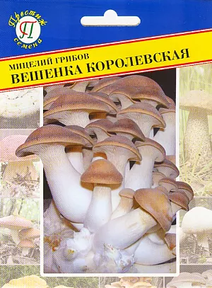 Мицелий грибов Вешенка королевская Мицелий грибов Вешенка королевская