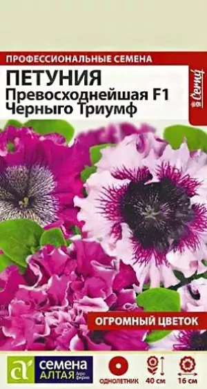 Цветы Петуния Превосходнейшая F1 Черныго Триумф из каталога Петуния Петуния Превосходнейшая Черныго Триумф<br>
<br>
Восхитительная серия петуний с гигантскими бахромчатыми цветками диаметром до 16 см. Растения мощные, высокие, слабоветвящиеся, высотой до 40 см. Цветки идеальной формы, махровые и густомахровые, с волнистыми бахромчатыми краями, необычной окраски. Всходы появляются через 10-15 дней, стекло убирают. Февральским посевам требуется дополнительная подсветка. Пока всходы мелкие, их лучше не поливать, а опрыскивать, избегайте попадания на них прямых солнечных лучей. Пикировку проводят в фазе 1-2-х настоящих листочков. В открытый грунт рассаду высаживают в конце мая - начале июня, когда минует угроза возвратных заморозков. Посадочный интервал – 30-40 см. Обильное и продолжительное цветение с июня до осенних заморозков. Возможно сохранение растений зимой в освещенном помещении при температуре около +12°С с предварительной обрезкой побегов. Внимание! Семена дражированные - оболочку драже не разрушать!