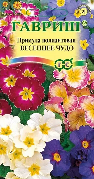 Семена Примула Весеннее чудо<br>
 <br>
 Многолетнее растение из семейства Первоцветные. Полиантовая примула выгодно отличается от примулы высокой более крупными, ароматными цветками диаметром 5-6 см, которые собраны в соцветие высотой 10-30 см по 5-15 шт. Образует компактный аккуратный кустик высотой 20-25 см и диаметром 20 см. Во время цветения растения покрыты крупными цветками разнообразных оттенков, в обрамлении цельных прикорневых зеленых листьев. Примула морозоустойчива и теневынослива, но предпочитает освещенные места. Легко переносит пересадку даже во время цветения. <br>
