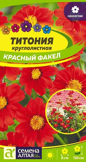 Титония Красный факел

Травянистый кустистый однолетник. Растение высокое, до 150 см. Формирует восхитительные красноватые соцветия-корзинки с желтым центром диаметром до 8 см. Предназначено главным образом для использования в миксбордерах, высоких клумбах, цветущих изгородях, отлично растет в контейнерах и горшках. Подходит для срезки. Светолюбивое и теплолюбивое растение, предпочитающее рыхлые, плодородные почвы. Для выращивания рассады семена высевают в конце марта-апреля, а пикируют в открытый грунт – в конце мая – начале июня. При безрассадном способе выращивания семена сеют под пленку в мае. Цветет с июля до заморозков.