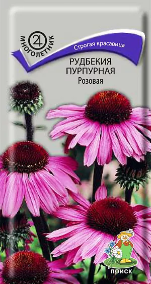 Рудбекия Пурпурная розовая из каталога Рудбекия Семена Рудбекия Пурпурная розовая.
Декоративное растение для групповых посадок. Растение высотой 70 см с прямыми шероховатыми буровато-зелеными стеблями. Прикорневые листья собраны в розетку, стеблевые – ланцетные, шероховатые. Крупные соцветия-корзинки с поникшими темно-розовыми лепестками. Цветет август - сентябрь. Используют для отдельных групп на газоне, в сочетании с низкорослыми многолетниками, около деревьев и срезки.
Агротехника. Растение светолюбивое, предпочитает питательные почвы. Для рассады посев производят в феврале – марте в рассадные ящики. При температуре +15-18°C всходы появляются на 14-20 день. В мае рассаду высаживают в грунт, выдерживая расстояние между растениями 25-30 см. В таком случае растение зацветает в год посева