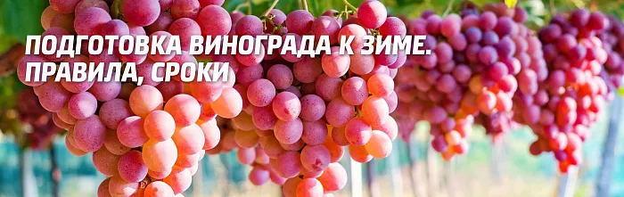 Укрытие винограда на зиму: подготовка, правила и сроки