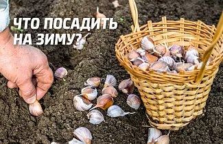Что сажать под зиму на огороде
