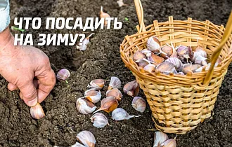 Что сажать под зиму на огороде Что сажать под зиму на огороде