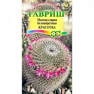 Маммиллярия (Кактус) Красотка Маммиллярия (Кактус) Красотка