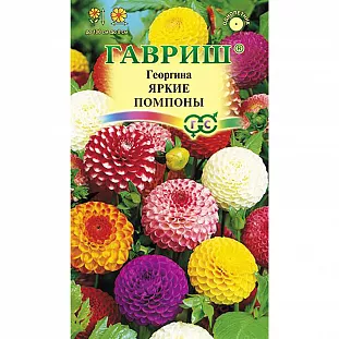 Георгина Яркие помпоны