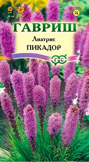 Лиатрис Пикадор из каталога Разные Семена Лиатрис Пикадор.
Травянистое корневищное растение семейства Сложноцветные. Стебли простые до 50 см высотой.
Узкие листья, собранные в розетку, ниспадают фонтаном. Цветки красно-фиолетовые, собраны в колосовидное соцветие до 35 см длиной.
Цветет в июне-июле 35-40 дней. Хорошо растет в солнечном, теплом или жарком месте.
Почва умеренно сухая, рыхлая, богатая питательными веществами. На тяжелых, сырых почвах растение гниет.
Размножают делением куста и семенами. Сеянцы зацветают на второй год.
Лиатрис имеет клубневидные корневища, которые можно легко поделить.
Деление рекомендуется проводить каждые 3 года в мае или августе.