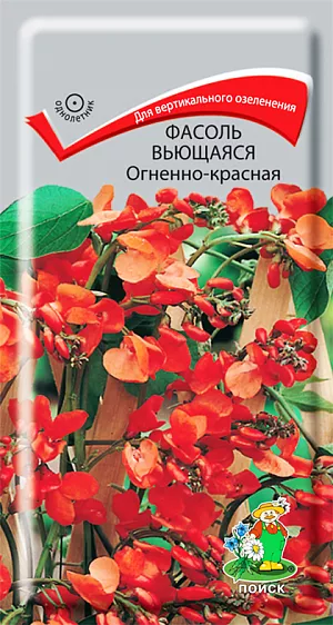 Семена Фасоль вьющаяся Огненно-красная.
Лучшее растение для вертикального озеленения - образует зеленую плотную стену с яркими пятнами цветов. Стебли тонкие вьющиеся, гладкие, густо облиственные. Листья многочисленные, сложные, тёмно-зелёного цвета. Цветки ярко-красные в малоцветковых, пазушных кистях на длинных цветоносах. Цветёт обильно в июне-сентябре. Плод - крупный, шероховатый боб, довольно декоративен. Рекомендуется для вертикального озеленения и устройства пирамид на газонах. 
Агротехника. Растение теплолюбивое. Хорошо растет на открытых солнечных местах, любит полив. Семена замачивают на 2 часа, высевают в открытый грунт в мае. Всходы появляются на 15-17 день. Можно сажать в торфо-перегнойные горшочки в апреле по одному семечку. На постоянное место высаживают, стараясь не тревожить корневую систему, после окончания весенних заморозков. Расстояние между растениями 15-20 см. Семена соответствуют требованиям международных стандартов и ГОСТу РФ 12260-81.