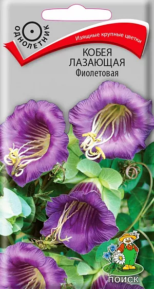 Семена Кобея Лазающая фиолетовая.
Необычное вьющееся растение. Цепляется за опору усиками, образует многочисленные побеги до 3м. Листья перистые. Цветы колокольчатые, диаметром 6-8 см. Цветет с июля до заморозков. 
Агротехника. Растение свето- и теплолюбивое. На плодородных почвах растет быстро, покрывая большую поверхность. Хорошо реагирует на подкормки и полив. Используют для вертикального озеленения, на балконах. При выращивании рассады посевы проводят в конце февраля - начале марта в ящики. Глубина заделки семян 1,5 см. При температуре почвы +18°C всходы появляются на 14-20 день. Сеянцы в фазе первого настоящего листа пикируют по одному в горшочки. Для опоры ставят колышки. В открытый грунт растения высаживают в конце мая – начале июня, выдерживая расстояние между растениями 60-80 см.