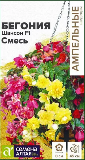 <div>
 Семена Бегония Шансон F1 смесь.
</div>
 Многолетник. Прекрасное облако из сочных красивых листьев с махровыми и полумахровыми цветками. Цветки разнообразной окраски, до 6-8 см. в диаметре. Побеги свисающие, длиной 80 см. Цветет обильно все лето и осень. Легко размножаются семенами.<br>
 <br>
Предпочитают почвы со слегка кислой реакцией. Хорошо отзываются на подкормку. Посев производят в конце декабря-начале марта. Семена высевают не заделывая. Посевы содержат под стеклом и до первой пикировки равномерно увлажняют теплой водой. Пикируют в стадии 2-3 настоящих листочков. После цветения полив уменьшают до полного подсыхания надземной части, которую удаляют. Растения ставят в сухое прохладное место на 2-2,5 месяца, лишь изредка увлажняя почву. Бегония отлично подходит для украшения балконов, подоконников, а также для посадки в открытый грунт. Летом прекрасно смотрится в садах, скверах и парках.