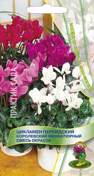 Семена Цикламен персидский Королевский смесь окрасок.
Одно из самых лучших растений для зимнего цветения. Не выше 15 см. Листья мелкие, но очень декоративны. Цветет с ноября по март душистыми красными цветками. Любит прохладу и плохо переносит прямое солнце. Любит прохладу и плохо переносит прямое солнце. Поливают равномерно, обязательно мягкой водой, в поддон. Земляную смесь используют слабокислую, состоящую из листовой земли, перегноя, торфа и песка (3:1:1:1). Семена высевают в сентябре на глубину 0,5-1,0 см, регулярно поливают и содержат в темноте при температуре 18-20°С. Через 30-40 дней, появившиеся всходы переносят на свет. Пикируют после появления двух листочков. По мере роста пересаживают в горшки, присыпая клубень лишь наполовину.