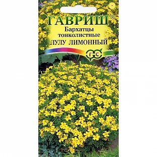 Бархатцы Лулу лимонный