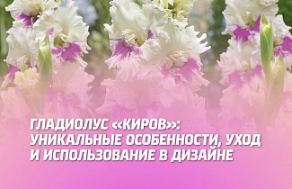 ГЛАДИОЛУС 'КИРОВ': УНИКАЛЬНЫЕ ОСОБЕННОСТИ, УХОД И ИСПОЛЬЗОВАНИЕ В ДИЗАЙНЕ.