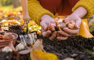 СРОЧНО! Какие луковичные цветы нужно заказать ПРЯМО СЕЙЧАС для посадки в октябре?