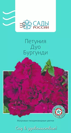Петуния Дуо Бургунди 10шт из каталога Петуния Петуния Дуо Бургунди
Петуния многоцветковая махровая. Серия «Дуо» – растения компактные, хорошо ветвящиеся, цветки сильномахровые, многочисленные, диаметр около 7 см. Теплолюбива. Рассаду высаживают в грунт после того, как минует угроза возвратных заморозков.
