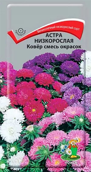 <div>
 Семена Астра Ковер низкорослая смесь окрасок.
</div>
 Великолепный низкорослый сорт для ковровых цветников. Растение компактное, высотой около 20 см, с большим количеством боковых побегов. Цветет обильно с июля до морозов. Используют в сборных цветниках, на рабатках, для бордюров и минибукетов.<br>
 <br>
 Агротехника. Растение предпочитает открытое солнечное место, но выносит и полутень. Лучше растет на легких, плодородных почвах. Не переносит внесения органических удобрений в год посадки. Семена высевают с середины февраля по апрель. Глубина заделки семян 0,5 см. При температуре +20 °С всходы появляются на 7-14 день. Через 3-4 недели посевы пикируют и выращивают при температуре 12-15 °С. В грунт рассаду высаживают во второй половине мая, расстояние между растениями 20 см.