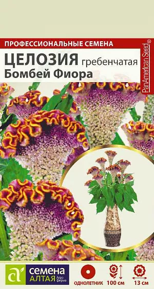Многолетнее растение, в культуре выращиваемое как однолетник. Имеет компактный куст, достигающий в высоту 70-100 см. Мелкие цветки собраны в эффектное массивное махровое соцветие с извилинами по верхнему краю, напоминающее по форме петушиный гребень. Чрезвычайно привлекательны ярко окрашенные розово-жёлтые гребни. Оттенок гребня и листвы приобретает более насыщенную окраску при высадке растений в открытый грунт. Целозия широко применяется для посадки в различные цветники, является прекрасным материалом для составления зимних букетов.