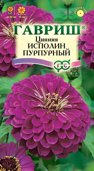 Семена Цинния Исполин Пурпурный из каталога Цинния Семена Цинния Исполин Пурпурный. <br>
<br>
Серия высокорослых крупноцветковых цинний для элитного оформления сада. Отличается чрезвычайно обильным и продолжительным цветением, прочными ветвящимися цветоносами, чистыми и стойкими к выгоранию тонами соцветий. Формирует приподнятые, разветвленные кусты высотой до 90 см. Соцветия георгиновидные, крупные, пурпурные, 15 см в диаметре, с высокой устойчивостью к неблагоприятным погодным условиям. Цветет с июня до заморозков. Циннии светолюбивы, засухоустойчивы и теплолюбивы; отзывчивы на полив, без длительного полива снижается интенсивность цветения и уменьшается размер соцветий. Выращивают рассадным способом. Семена высевают в апреле. Всходы появляются через 4-6 дней. В начале июня растения высаживают на расстоянии 20 см.<br>
<br>
<iframe width="405" height="720" src="https://www.youtube.com/embed/c4B4_YO8Rnw?feature=oembed" frameborder="0" allow="accelerometer; autoplay; clipboard-write; encrypted-media; gyroscope; picture-in-picture; web-share" allowfullscreen="" title="Цинния Исполин Пурпурный">
</iframe> <br>