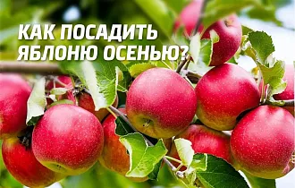 Как посадить яблоню осенью – правила, рекомендации и сроки высадки Как посадить яблоню осенью – правила, рекомендации и сроки высадки