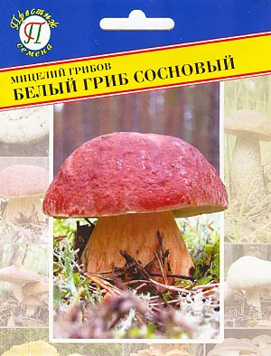 Мицелий грибов Белый гриб сосновый Мицелий грибов Белый гриб сосновый