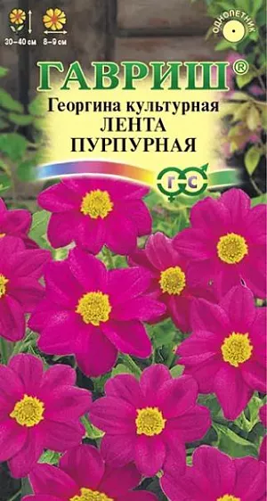 Семена Георгина Лента пурпурная<br>
 <br>
 Одно из любимых однолетних растений для цветников и срезки. Формирует компактный кустик высотой до 40-50 см. Образует многочисленные ветвистые стебли высотой 40-50 см. Цветение продолжительное и обильное с июля до заморозков. Соцветия пурпурные, диаметром 8-9 см. Предпочитает солнечные, защищенные от ветра участки с рыхлой, плодородной почвой. Выращивается рассадным способом. Посев семян на рассаду проводят в марте-апреле. Используется для посадки на клумбах, рабатках, в группах, контейнерах.<br>