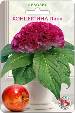 <p>
</p>
<div>
 Отличное растение для домашнего хобби! <br>
 Карликовая серия Целозии гребенчатой для малообъемного выращивания. <br>
 Розетка листьев диаметром 15-20 см, соцветие - 10-12 см. <br>
 Прекрасно подходит для выращивания на подоконнике или балконе. <br>
 Посев: в течение всего года, семена в гранулах раскладываются равномерно на поверхности грунта, дополнительно грунтом не присыпаются. <br>
 Прорастание: 7-10 дней при температуре 22-25 ºС, при выращивании в темное время года необходима досветка 14-16 часов. <br>
 Пикировка: на стадии 3-4 настоящих листьев в горшки объёмом не менее 100 мл. <br>
 Цветение: бутоны закладываются на 6-7 неделе выращивания, полное цветение наступает на 14-16 неделе. <br>
 На одно взрослое растение потребуется 2,5 литра грунта. <br>
 Подкормка комплексным минеральным удобрением с микроэлементами. <br>
 Рекомендуется выращивать на солнечных, ярко освещенных местах.
</div>
<p>
</p>