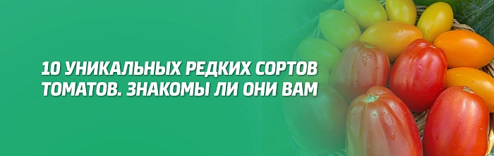 10 УНИКАЛЬНЫХ РЕДКИХ СОРТОВ ТОМАТОВ. ЗНАКОМЫ ЛИ ОНИ ВАМ? 10 УНИКАЛЬНЫХ РЕДКИХ СОРТОВ ТОМАТОВ. ЗНАКОМЫ ЛИ ОНИ ВАМ?