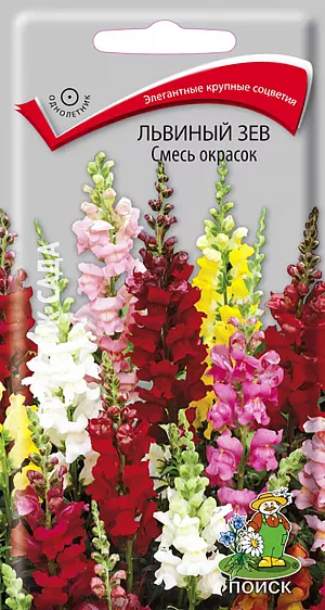 Семена Львиный зев Смесь окрасок.
Очень крупные многоцветковые соцветия. Куст высотой до 90 см. Цветки крупные, разнообразной окраски, ароматные. Цветет с июня по октябрь. Продолжительность цветения одного цветка до 12 дней, всего растения — до трех месяцев. Используют для клумб, рабаток, групповых и массовых посадок, миксбордеров, опушек к кустарникам, для срезки. В срезанном виде стоит в воде 7-14 дней, при этом распускаются все бутоны. 
Агротехника. Растение светолюбивое, холодостойкое, выносит заморозки до –5°С. К почвам не требовательно, но лучше растет и продолжительнее цветет на плодородных почвах. При выращивании рассады посевы проводят в конце февраля или в первой половине марта в ящики. Семена слегка присыпают землей. При температуре +15-20°C всходы появляются на 20-25 день. Сеянцы дважды пикируют. В открытый грунт рассаду высаживают в мае, выдерживая расстояние между растениями 20-30 см. Можно сеять в открытый грунт непосредственно на место во второй половине апреля. Семена соответствуют требованиям международных стандартов и ГОСТу РФ 12260-81.